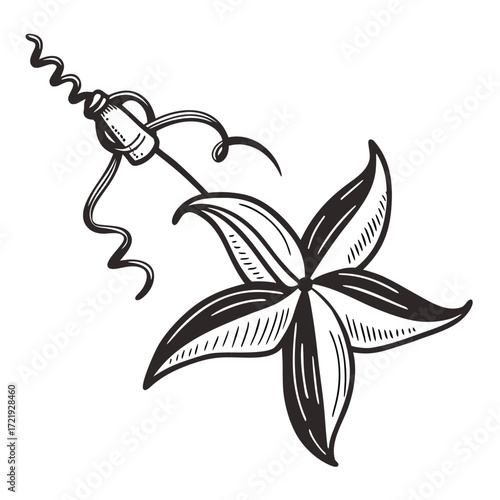 Stylized black and white illustration of a star-shaped flower with a vine and tendrils on a white background Keywords: flower, botanical, nature, plant, bloom, blossom, flora, vine, tendril, leaf
