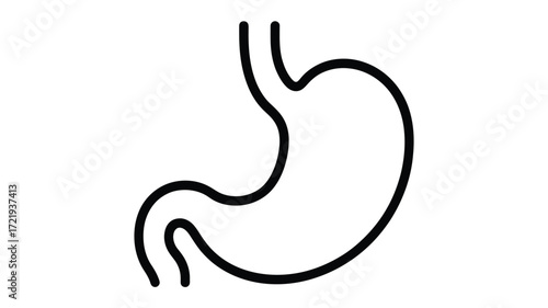 Simple outline illustration of the human stomach organ