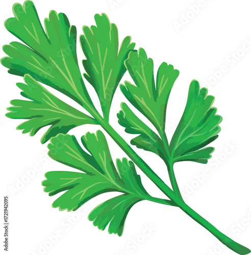 Illustrated sprig of green parsley with multiple leaves