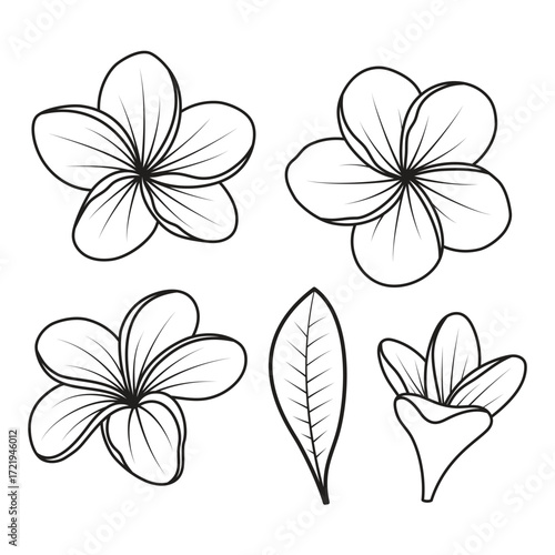 plumeria flowers in outline