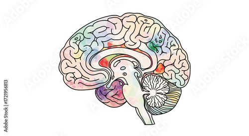 An artistic illustration of a human brain showing different colorful regions and structures.