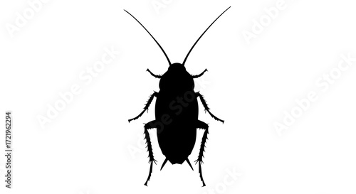 Detailed Cockroach Silhouette on a transparent Background