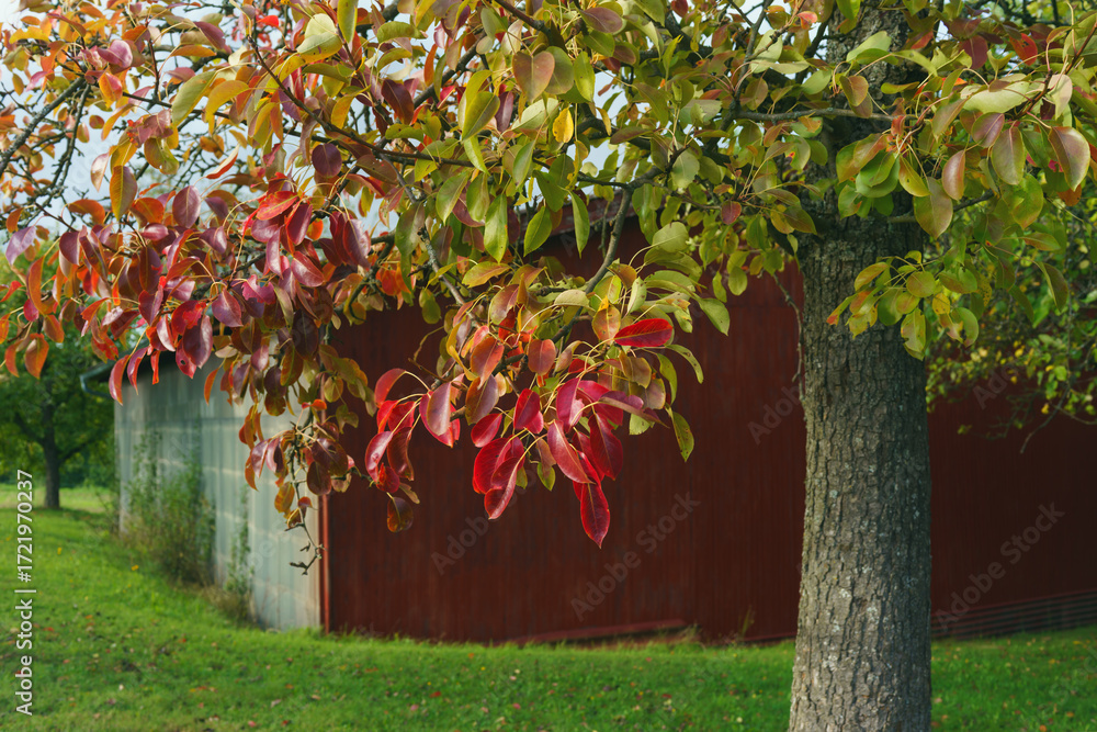 Fototapeta premium Kleine rote Feldscheune am Hof mit Birnen Bäumen im Herbstlaub