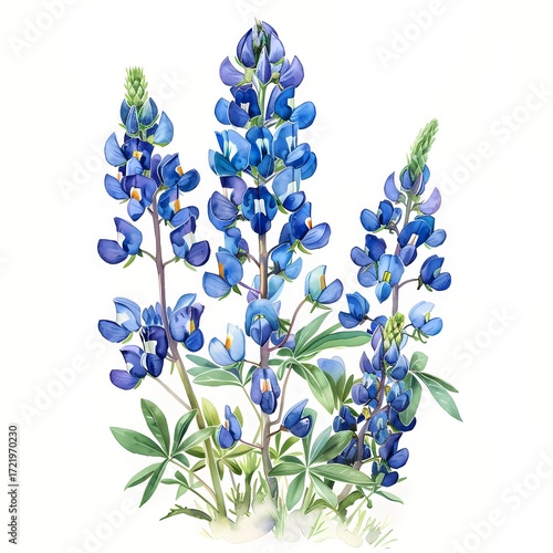 The illustration shows three bluebonnet stalks with multiple blossoms and buds, set against a white background, and rendered in a watercolor style.