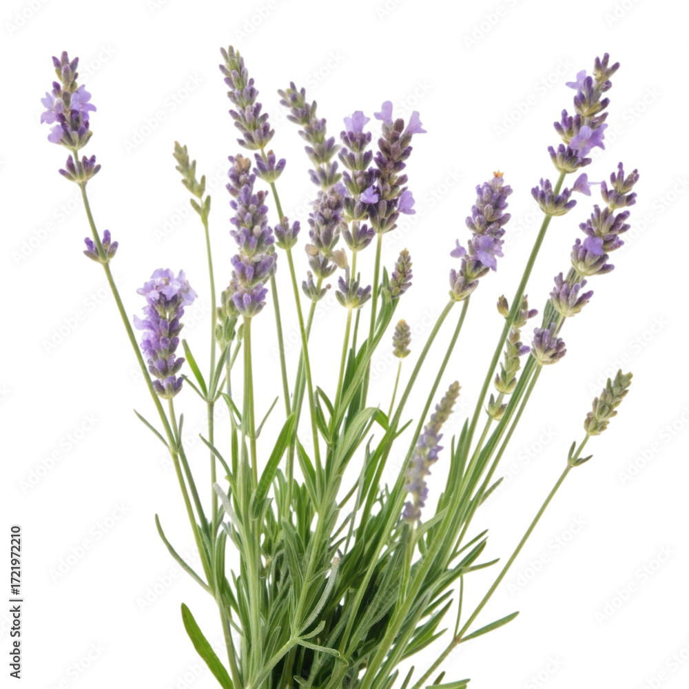 Naklejka premium Lavender (Lavandula) plant, cutout PNG transparent background