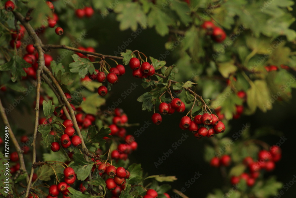 Obraz premium Bright red ripe hawthorn berries on a branch of a hawthorn tree against a green background. A detailed macro shot capturing the vibrant red hawthorn berries in their autumn splendor. ripe berries
