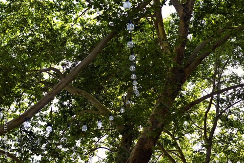 Tree canopy with green leaves and branches under natural daylight, showing a peaceful outdoor setting with simple natural beauty and fresh greenery.