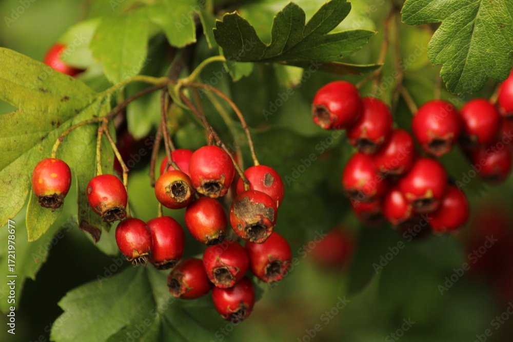 Fototapeta premium Bright red ripe hawthorn berries on a branch of a hawthorn tree against a green background. A detailed macro shot capturing the vibrant red hawthorn berries in their autumn splendor. ripe berries
