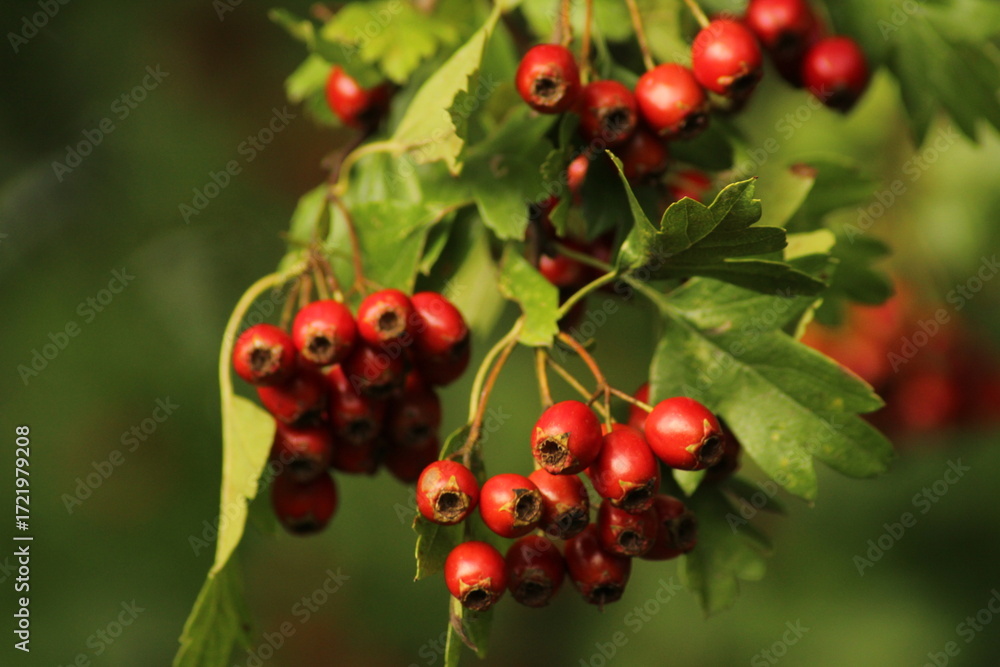 Fototapeta premium Bright red ripe hawthorn berries on a branch of a hawthorn tree against a green background. A detailed macro shot capturing the vibrant red hawthorn berries in their autumn splendor. ripe berries