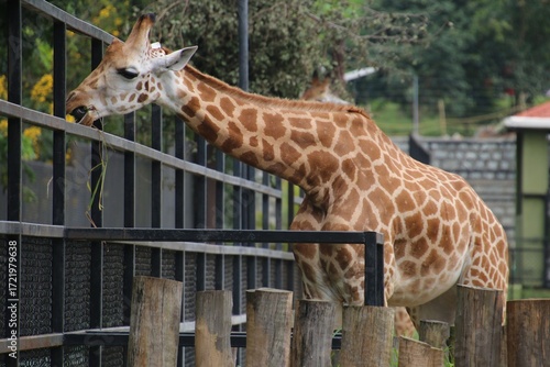 Sticker giraffe in an enclosure