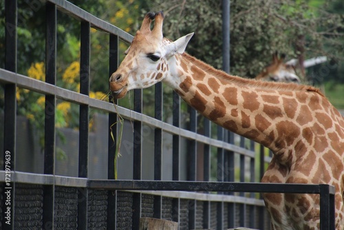 Photography giraffe in an enclosure