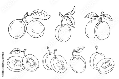 A set of sketches and outlines of plums and berry pieces. Vector graphics.