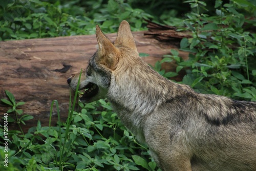 Indian Grey Wolf