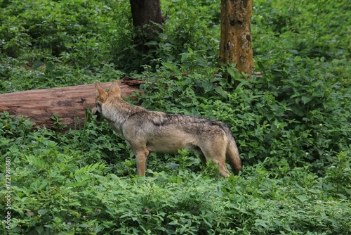 Indian Grey Wolf