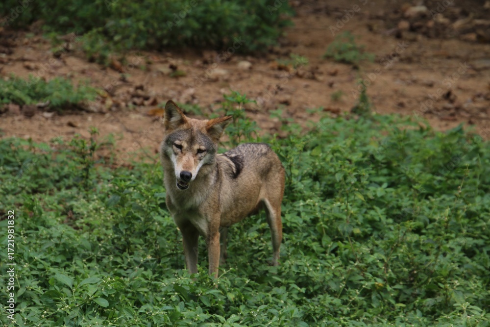 Fototapeta premium Indian Grey Wolf