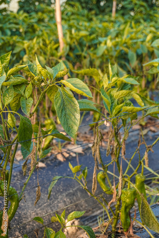 Fototapeta premium Problem of whitefly effect on leaves and branches of vegetables plants in field inside greenhouses, Whitefly Aleyrodes proletella agricultural pest on pepper leaf, Whiteflies on underside of leaves.