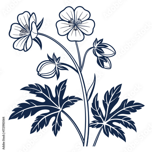 geranium pratense silver queen vector