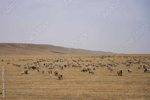 flock of sheep in a field