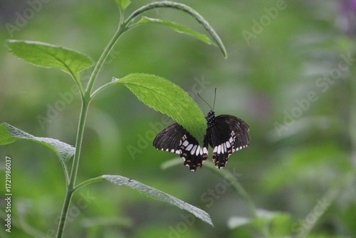 Butterfly on a leaf