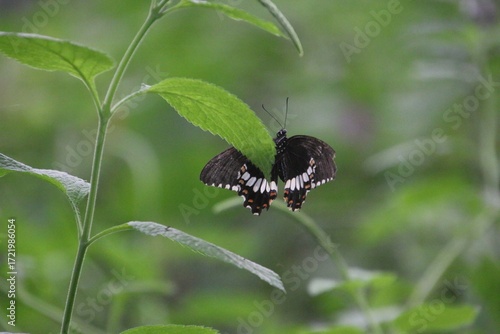 Butterfly on a leaf