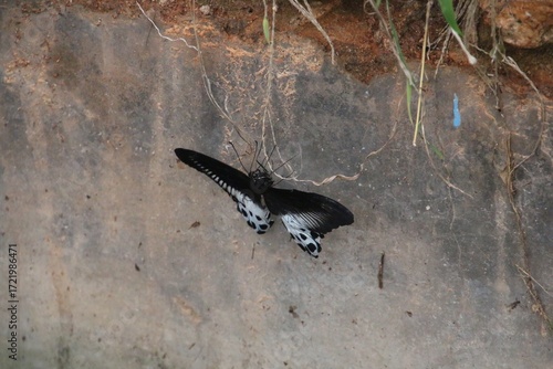 Butterfly on a wall