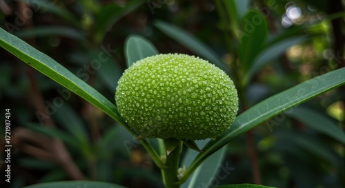 A textured round green fruit is centered among green leaves