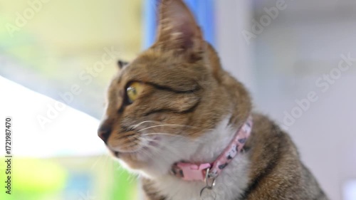 Serene Gaze of a Feline Companion: A captivating close-up captures the focused gaze of a domestic cat, its eyes gleaming with curiosity and elegance as it peers into the distance.