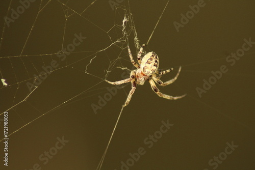 Fotografie furrow spider in its web for capturing prey
