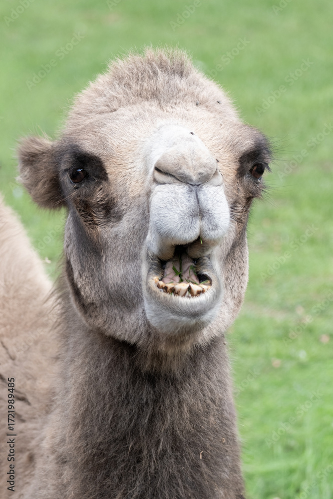 Obraz premium Dromedary camel chewing grass making funny face