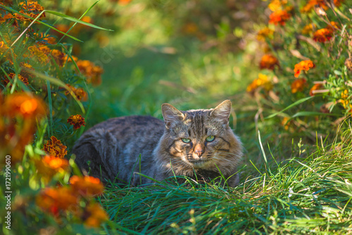 Beautiful cat with green eyes looking to camera in a blooming summer garden