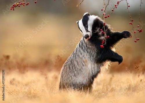 Wallpaper Mural Badger close up ( Meles meles ) Torontodigital.ca