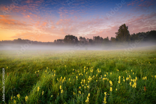 Misty summer morning over the forest glade