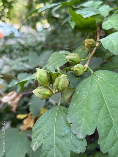 Wallpaper Mural fig tree with leaves Torontodigital.ca