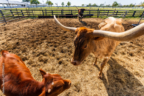 Close-up of Longhorn cattle in a stable on a ranch, Dallas, Texas, USA