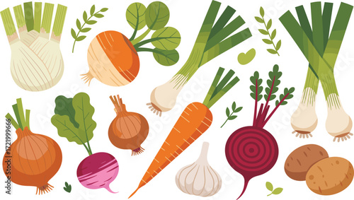 vegetables, herbs, illustration, flat design, colorful, fennel, carrots, onions, garlic, spinach, leeks, parsley, basil, beets, turnips