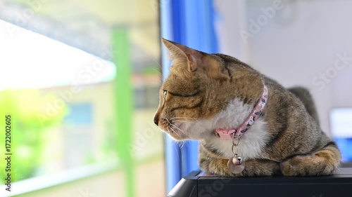 Contemplative feline at the window: A tabby cat with delicate pink collar enjoys the day, eyes closed, lost in thought, perched near a bright window