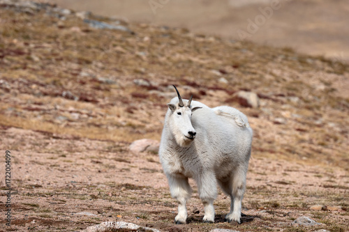 Mountain Goat on Alpine Tundra, Beartooth Highway