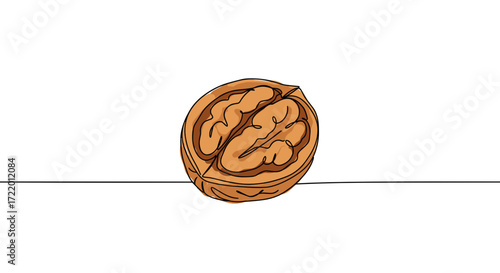 Outline drawing of walnut half in minimalist style with copy space