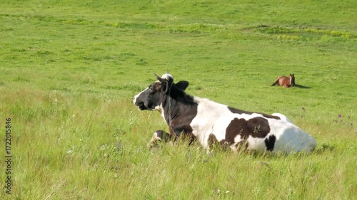Сow is eating grass in the meadow. Cattle graze in the field