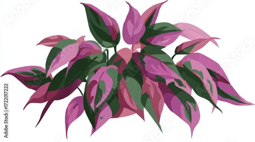 A vibrant illustration of a bushy plant with striking pink and green variegated leaves.