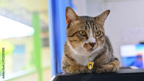 Cat's Vigil: A captivating close-up unveils a domestic cat with striking eyes, casually poised in a sunlit indoor setting. The cat's alert gaze and refined features against the blurred backdrop.