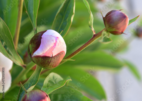 Pivoine de Brotéro en bouton
