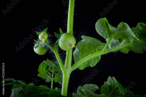 Flowering and fruiting of tomatoes. Green tomato bush on black background..