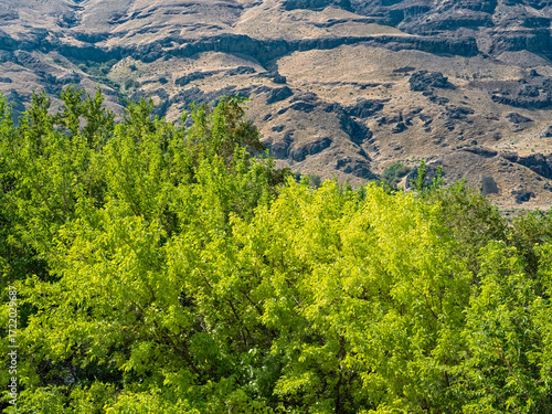 Fotografie A stand of bright green cottonwood trees below the basalt cliffs across the Colu