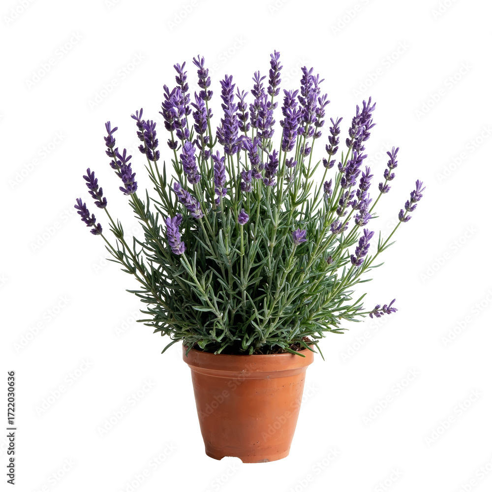Fototapeta premium Flowering Lavender Plant in Terracotta Pot - Transparent PNGDESCRIPCION A vibrant, full lavender plant with lush green foliage and bright purple blossoms stands in a classic terracotta pot. The imag
