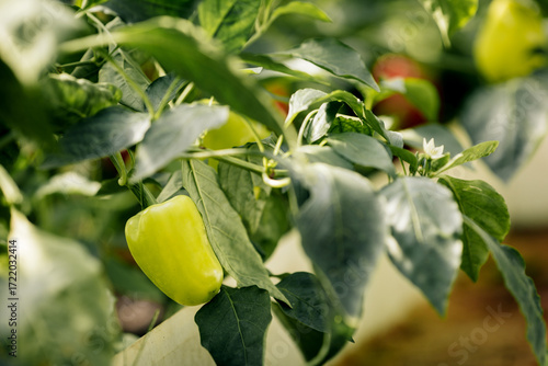 Colorful bell pepper, growing naturally in a garden plot.
