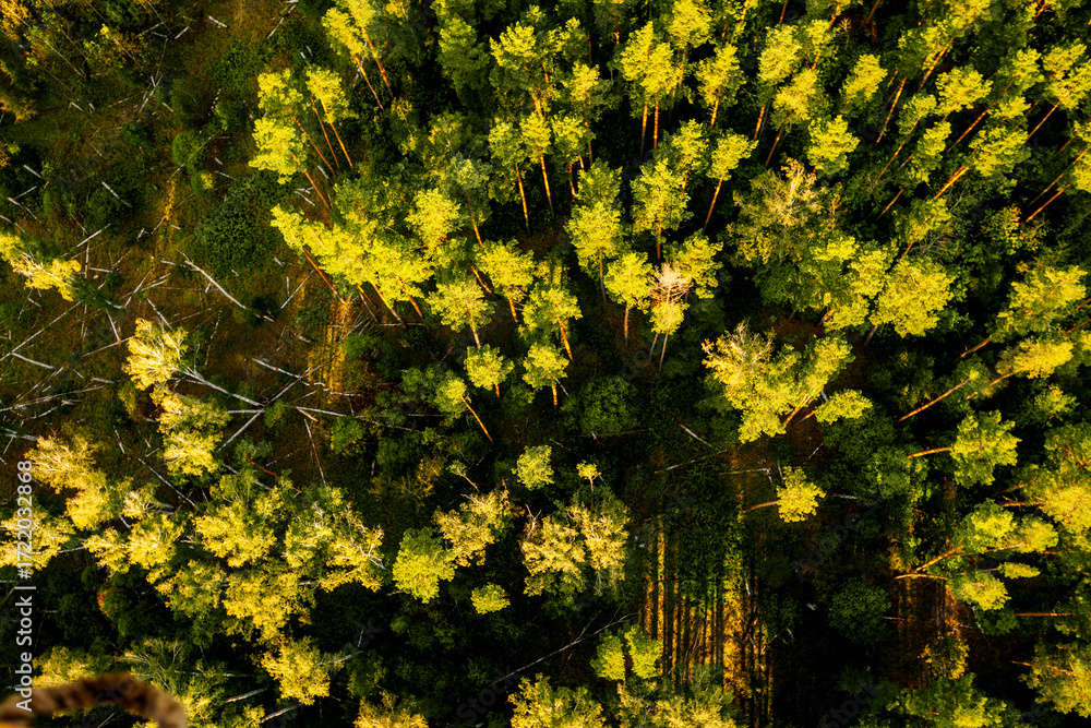 Obraz premium Bird's-eye view of a grassy field with trees, forest background