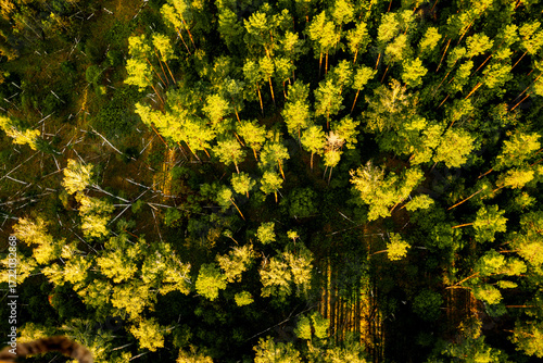 Bird's-eye view of a grassy field with trees, forest background