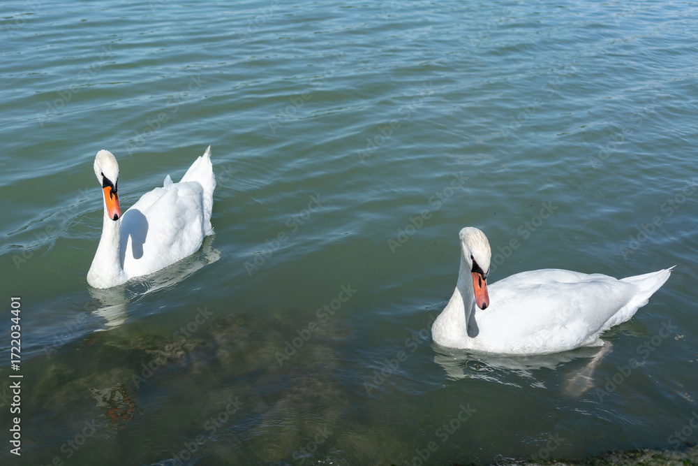 Obraz premium Two swans floating gently on clear lake water. This photo illustrates the concept of peace, elegance, nature, wildlife, connection, and serene coexistence.
