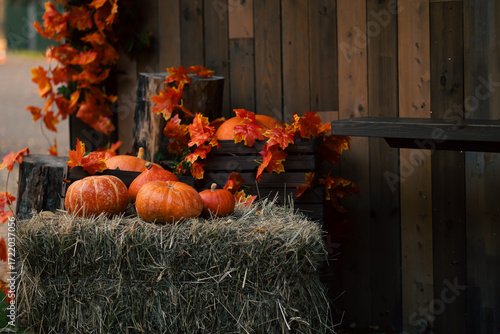 Fototapeta Embrace autumn with charming harvest decor of pumpkins and colorful foliage for